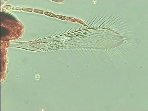 leonhardwitzi Htype 6.jpg