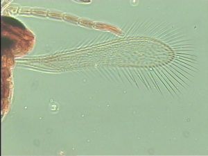 leonhardwitzi Htype 7.jpg