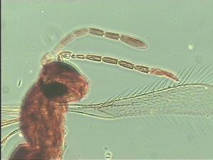 leonhardwitzi Htype 8.jpg