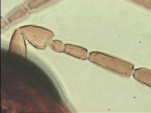 leonhardwitzi Htype 9.jpg