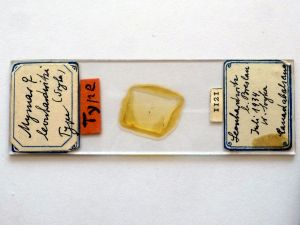 leonhardwitzi Htype s.JPG