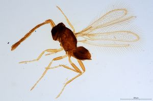 nigricornis  Soyka Htype 0.jpg