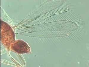 nigricornis Htype 1.jpg