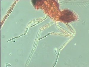 nigricornis Htype 10.jpg