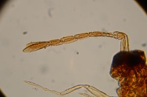 nigricornis Htype 11.jpg