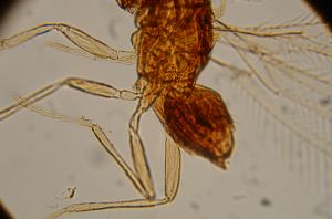 nigricornis Htype 13.jpg