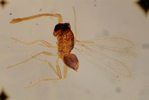 nigricornis Htype 14.jpg