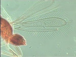 nigricornis Htype 2.jpg