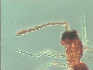 nigricornis Htype 3.jpg