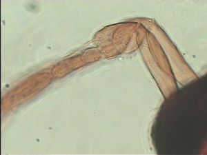 nigricornis Htype 4.jpg