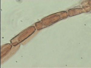 nigricornis Htype 6.jpg