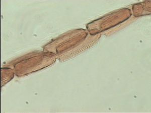 nigricornis Htype 7.jpg