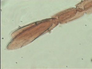 nigricornis Htype 8.jpg