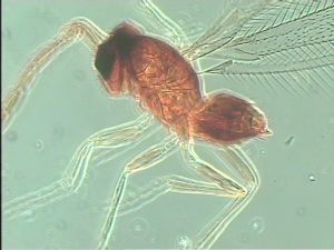 nigricornis Htype 9.jpg