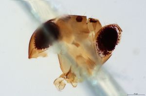 globosicornis Htype 0-1-1.png