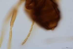 globosicornis Htype 0-10.jpg