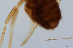 globosicornis Htype 0-11.jpg