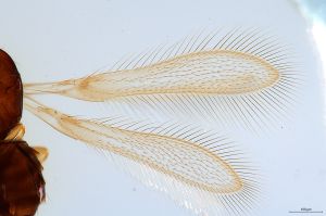 globosicornis Htype 0-3.jpg