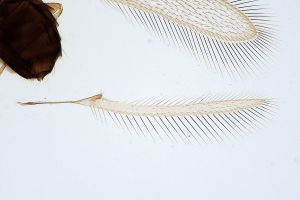 globosicornis Htype 0-4.jpg