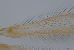 globosicornis Htype 0-9.png