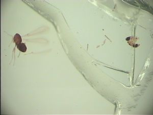 globosicornis Htype 1.jpg