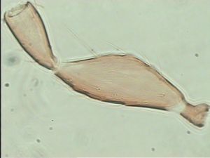 globosicornis Htype 10.jpg