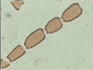 globosicornis Htype 12.jpg