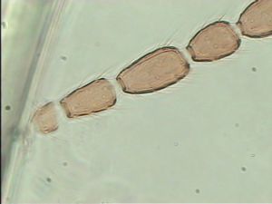 globosicornis Htype 13.jpg