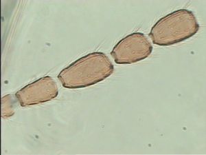 globosicornis Htype 14.jpg