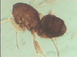 globosicornis Htype 15.jpg