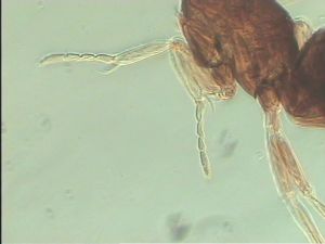 globosicornis Htype 16.jpg