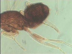 globosicornis Htype 17.jpg