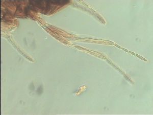 globosicornis Htype 18.jpg