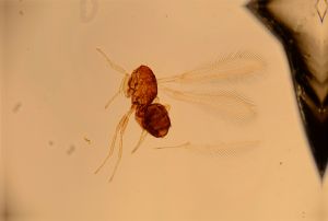 globosicornis Htype 19.jpg