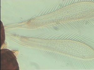 globosicornis Htype 2.jpg