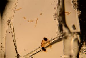 globosicornis Htype 20.jpg