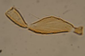 globosicornis Htype 21.jpg