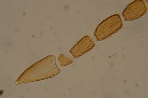 globosicornis Htype 22.jpg