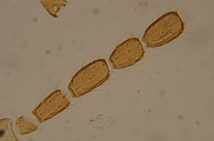 globosicornis Htype 23.jpg