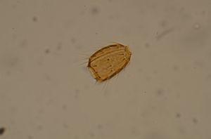 globosicornis Htype 24.jpg