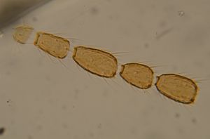 globosicornis Htype 25.jpg