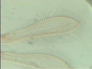 globosicornis Htype 3.jpg