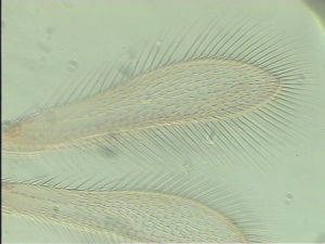 globosicornis Htype 4.jpg