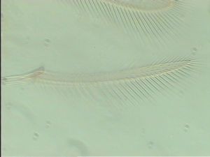 globosicornis Htype 5.jpg