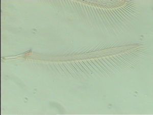 globosicornis Htype 6.jpg