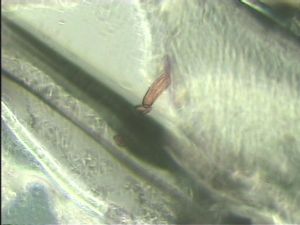 globosicornis Htype 8.jpg