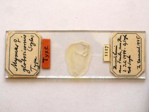 globosicornis Htype s.JPG