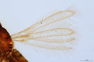 linearis Htype 0-1-1.jpg