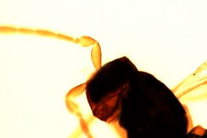 linearis Htype 0-2-1.jpg