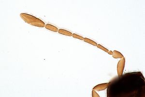 linearis Htype 0-2.jpg